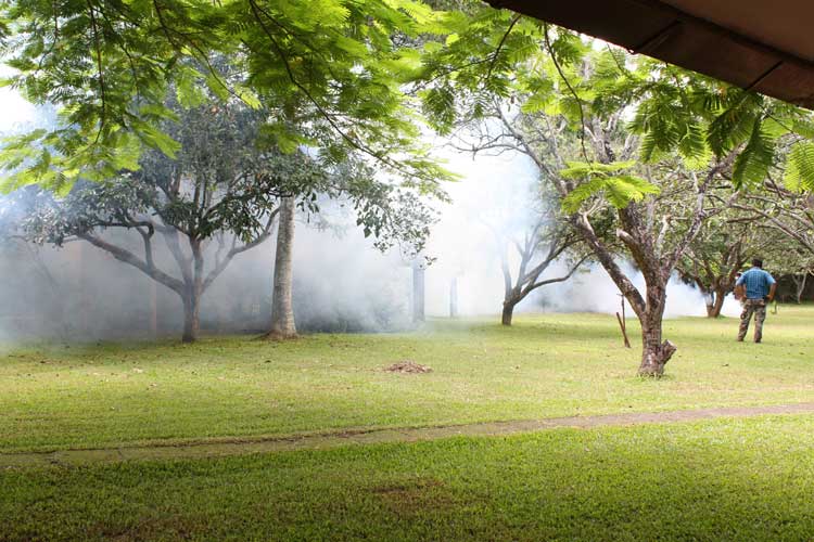 タイの虫除去