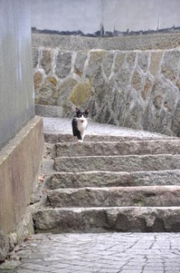 onomichi-neko.jpg