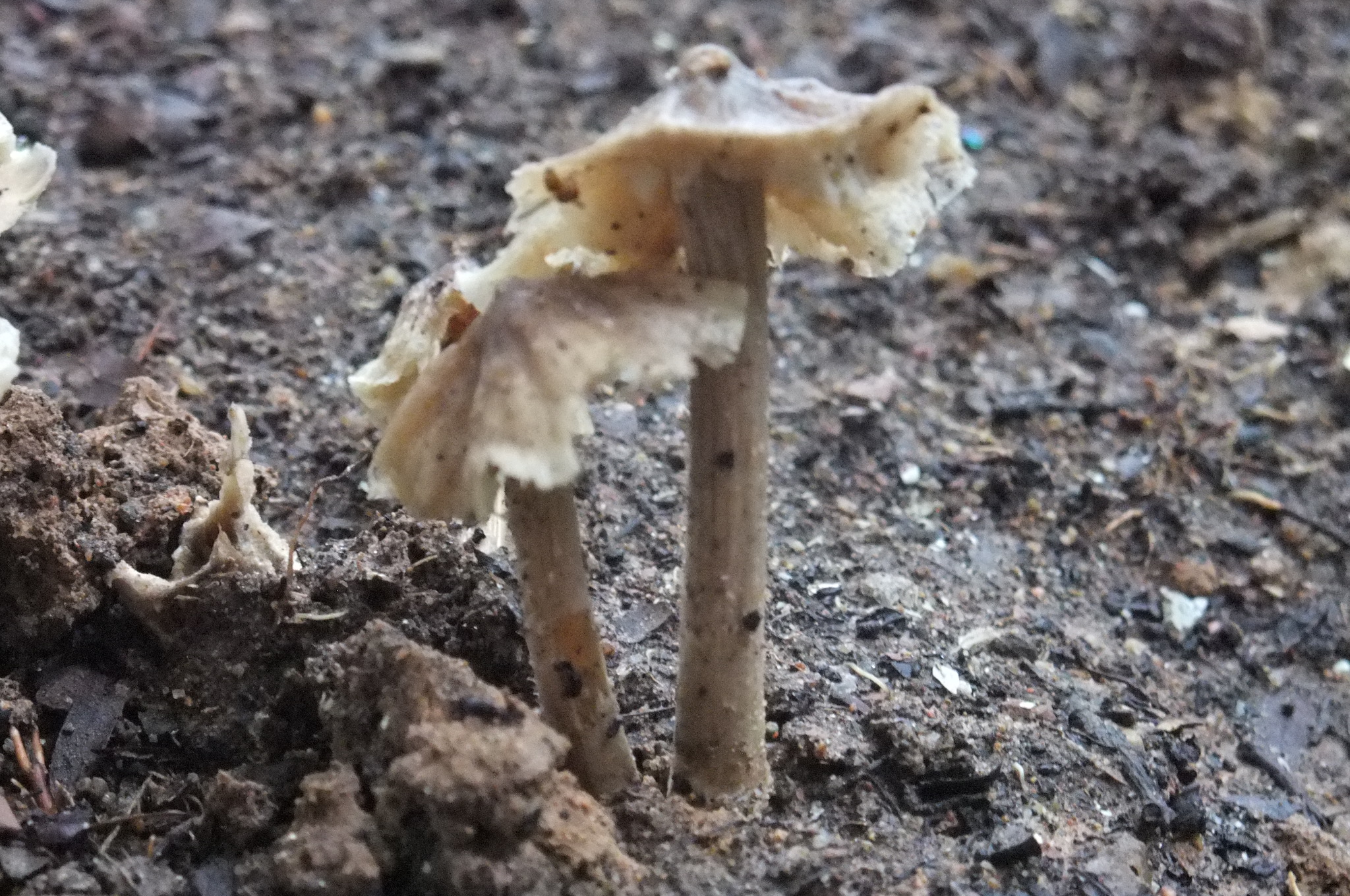 雨季とコムロイ