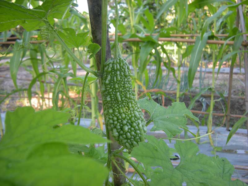 野菜がおいしい！