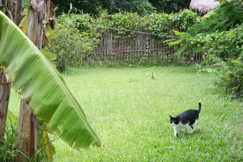 チェンマイの動物たち